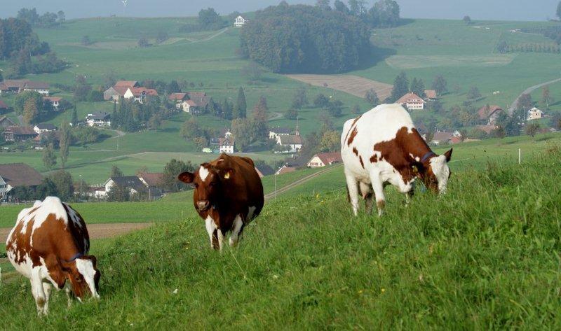 Frühlingsweide in  Kulmerau