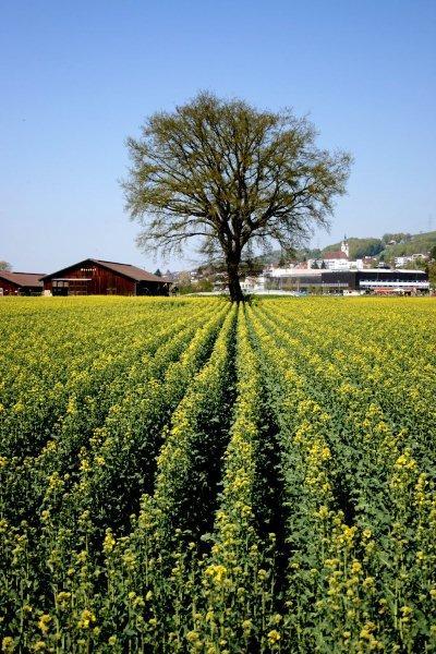Rapsfeld in Triengen