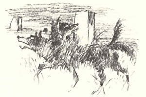 Bild: Fuchs mit zwei Köpfen