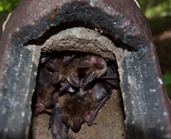 Bechsteinfledermaus