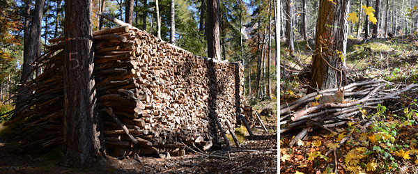 Gesammeltes Leseholz im Fürstenwald