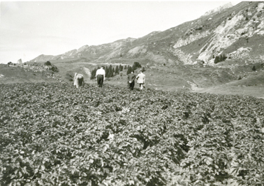 Kartoffelfeld in den Alpen