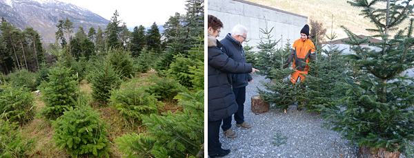 Weihnachtsbäume aus den Churer Wäldern.