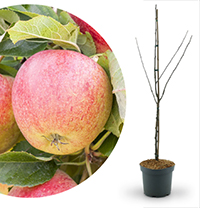 Apfelbaum