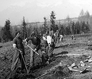 •	Polnische Internierte roden im Auftrag der Stadt Chur eine gepachtete Parzelle für die «Anbauschlacht». Foto Stadtarchiv Chur