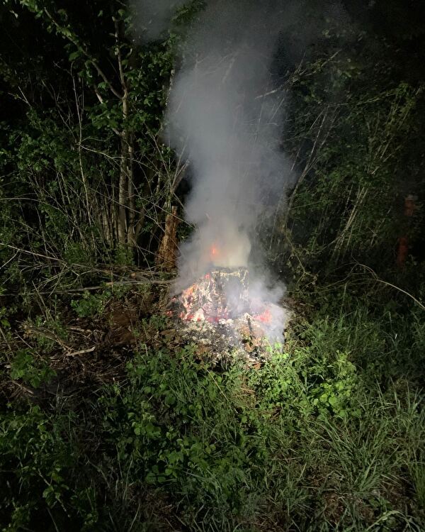 Baumstrunk Brand Pardislabrücke