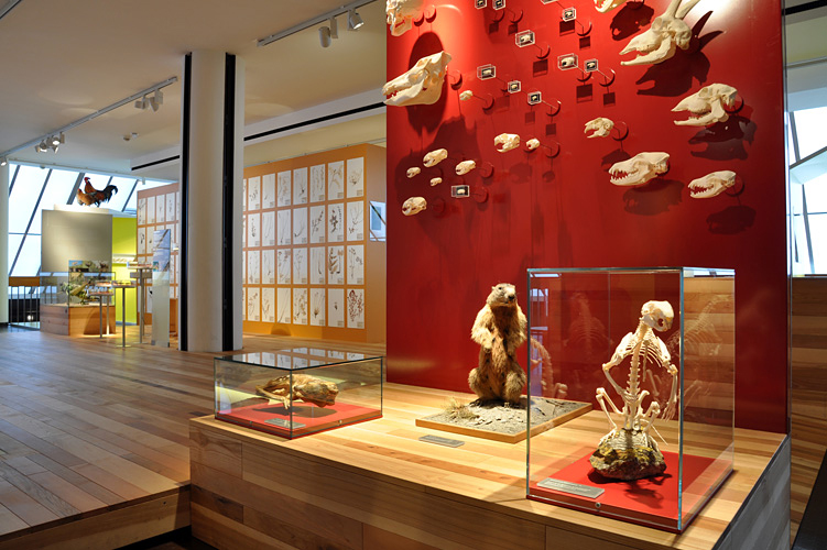 Die Ausstellungen des Bündner Naturmuseums widmen sich der Gesteins-, Pflanzen- und Tierwelt des Kantons Graubünden, mit starker Gewichtuing der Biodiversität im Alpenraums.