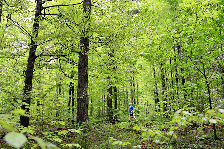 Grüne Lunge – Wälder rund um Chur.