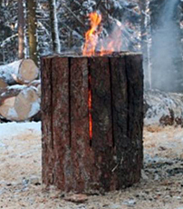 Finnenkerze aus dem Churer Wald