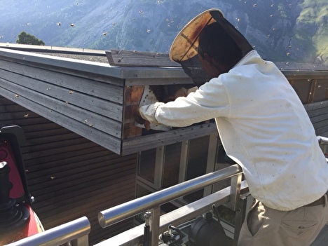 Der Imker beim Entfernen des Bienenschwarmes.