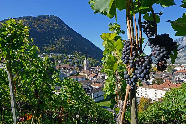 Die Weinberge an der Halde über der Altstadt.