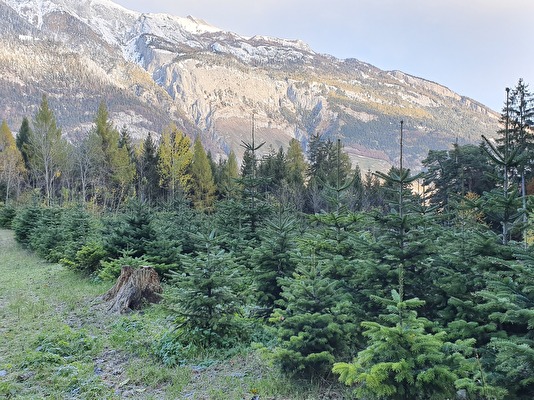 Weihnachtsbäume, Christbaumkultur
