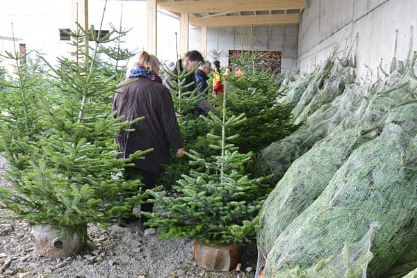 Weihnachtsbäume aus dem Churer Wald