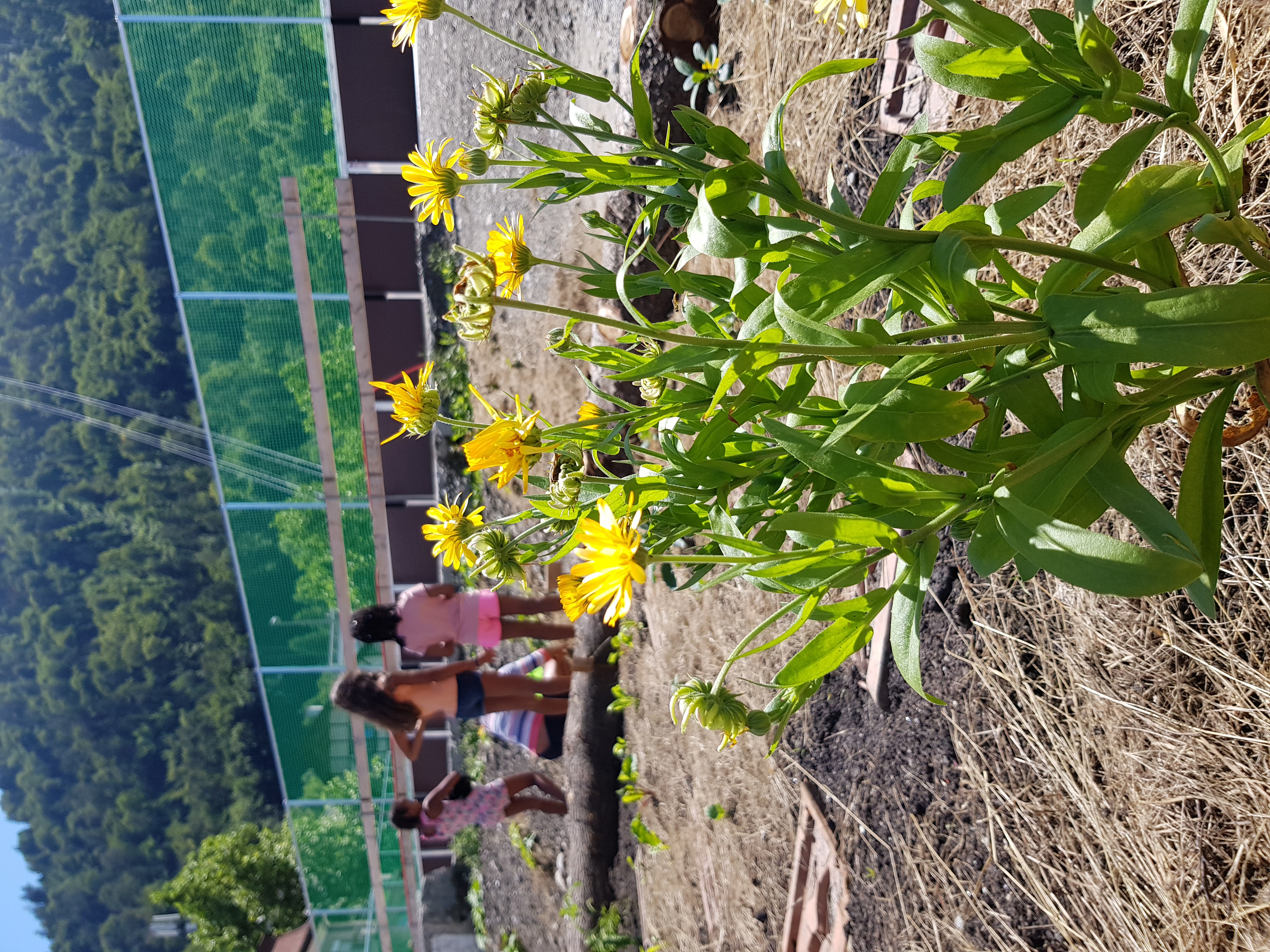 Mobiles Spielfeld und Urban Gardening an der Bienenstrasse in Chur.