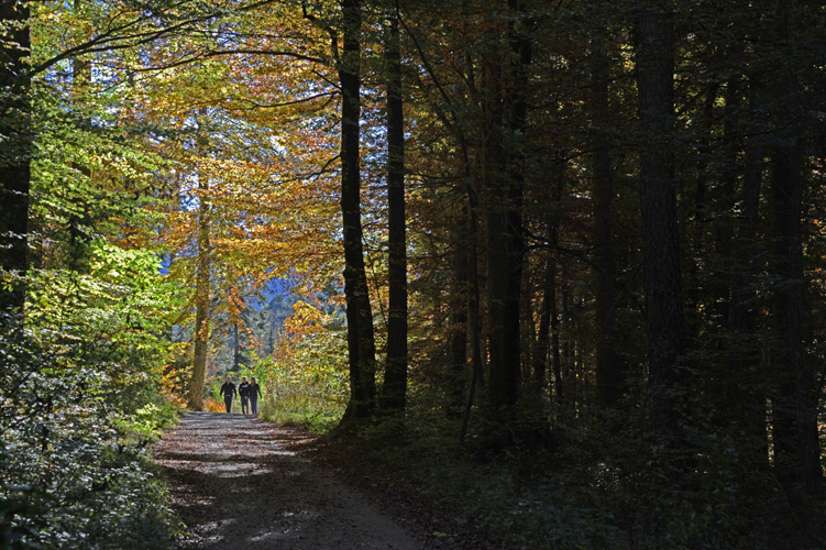 Erholsamer Spaziergang durch den Fürstenwald.