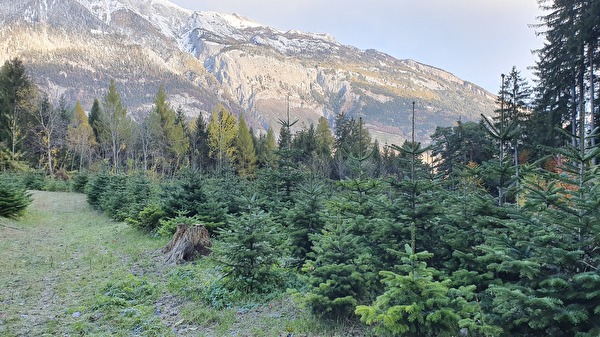 Weihnachtsbäume, Christbaumkultur