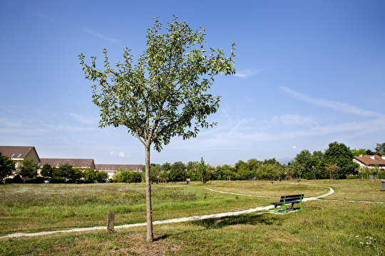 parc des Grands-Champs