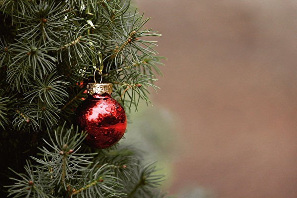 sapin
