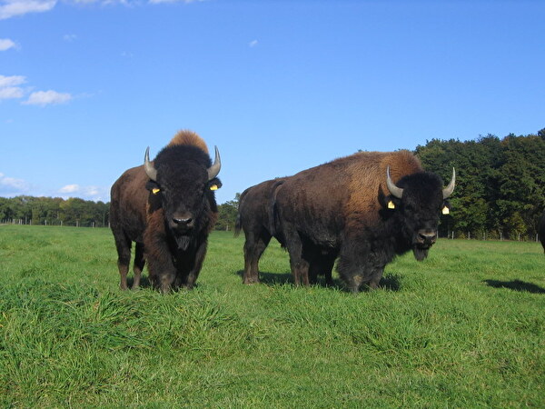 Deux bisons dubitatifs