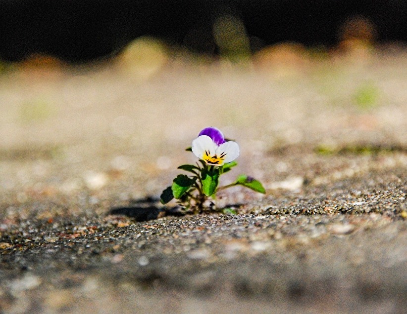 Blume im Asphalt