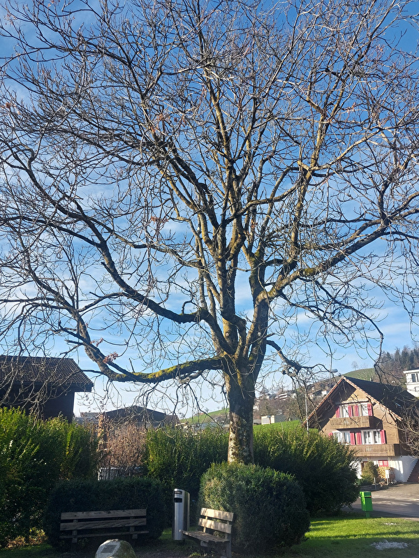 Götterbaum