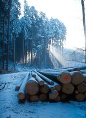 Bild des Villmerger Waldes
