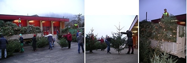 Weihnachtsbaumabgabe - Impressionen