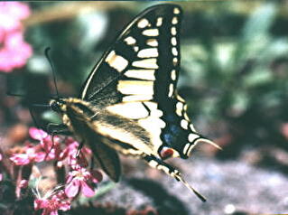 Schwalbenschwanz-Schmetterling