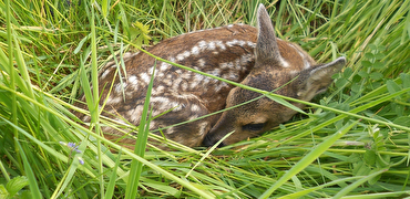 Rehkitz im Gras