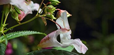 weiss-rosa farbige Blüte mit grünen länglichen Blättern