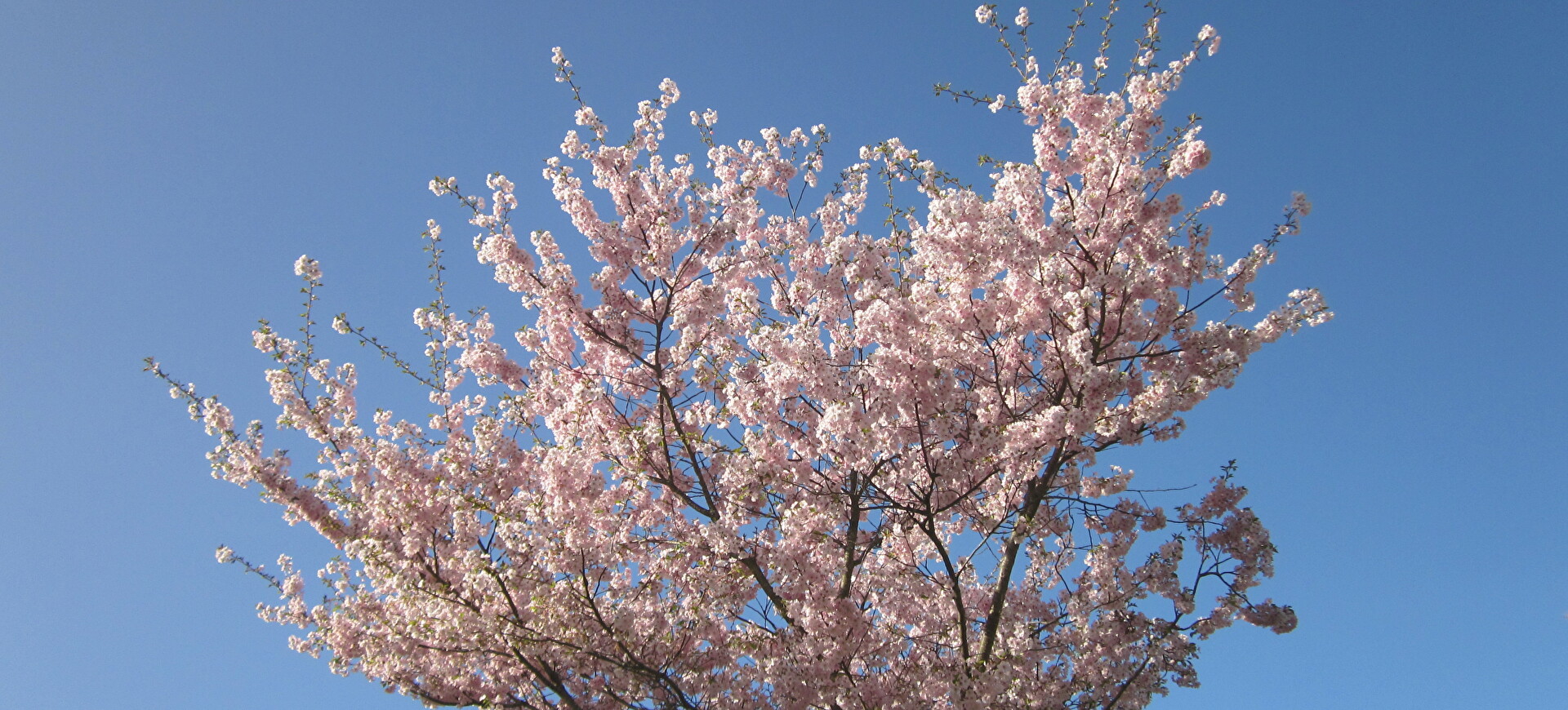 Banner Frühling