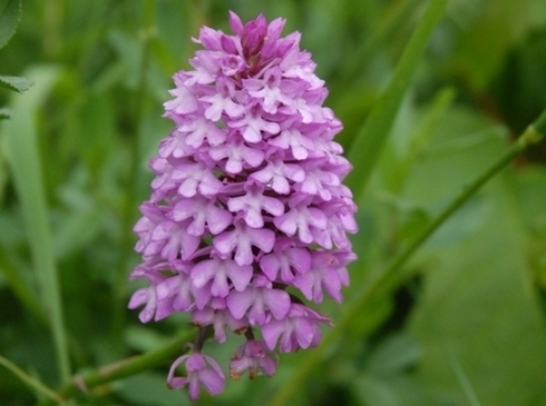 Spitzorchis