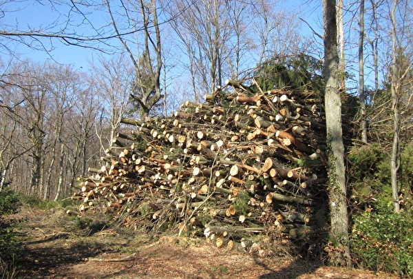 Holz