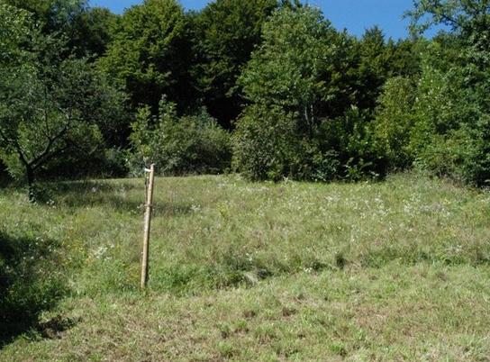 Gebuchteter Waldrand im Ueselrai