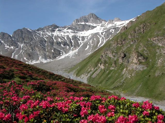 Im Hintergrund die Stammerspitze