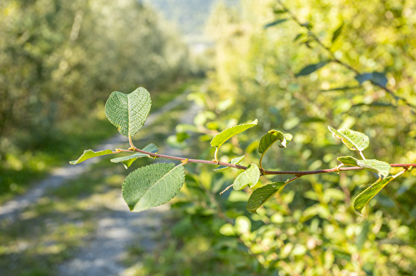 Biodiversität