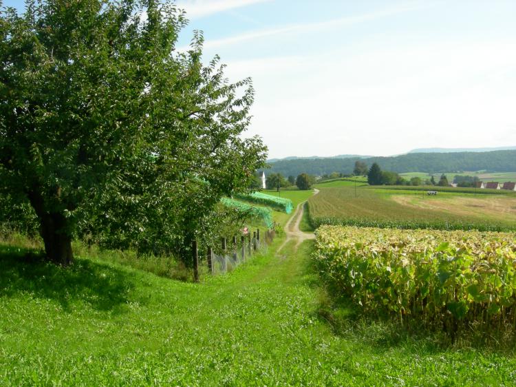 Vereine