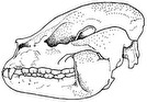 symbole cadavre animaux