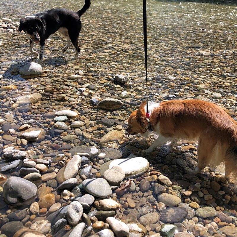 zwei Hunde im Fluss