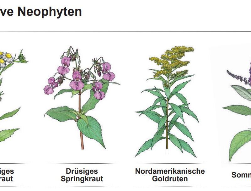 Bildausschnitt Flyer Kanton Solothurn Neophyten