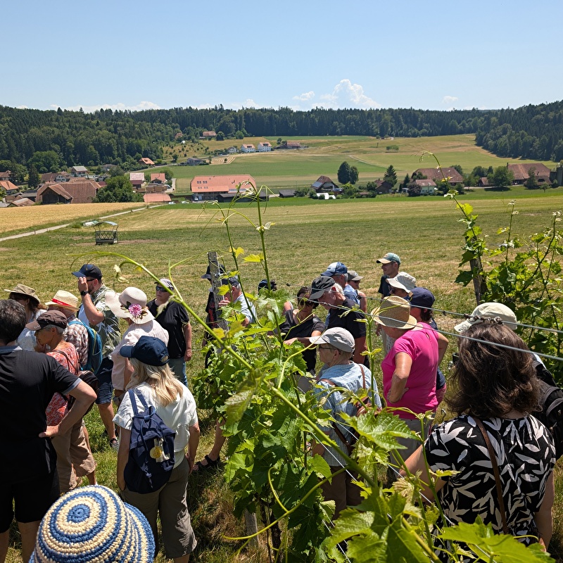 Besucher/innen im Weinberg