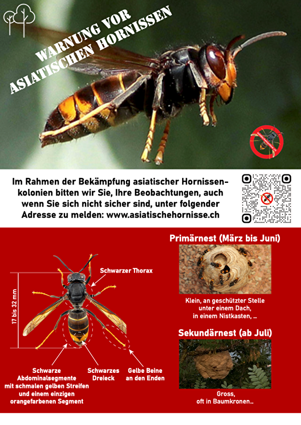 Informationsblatt über die asiatische Hornisse