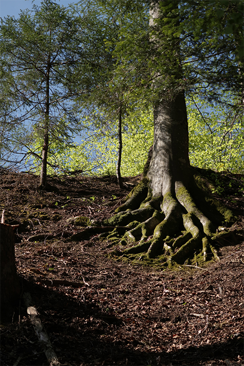Rang 11 Baum mit Wurzeln