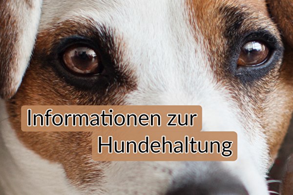 Foto Hundegesicht