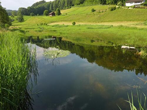 Eisweiher im Sommer