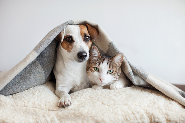 Hund und Katz gemeinsam friedlich auf einem Fell liegend