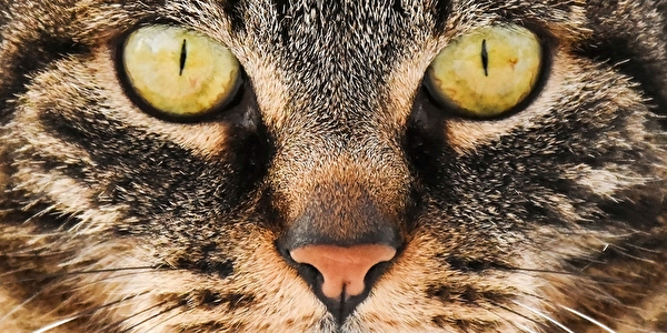Hauskatze