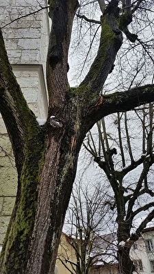 Beschädigter Baum auf Ildefonsplatz