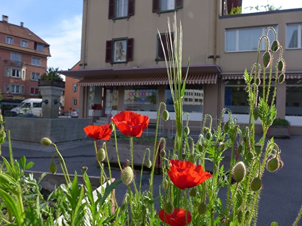 Roter Mohn vor dem Cultibo