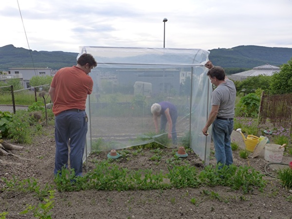 Das neue Tomatenhaus im Bauergarten steht